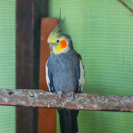 Pousada Campo Alegre Itatiaia  Eksteriør billede